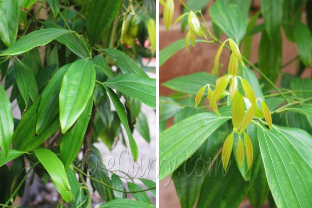Cinnamomum tamala/tejpatta tree
