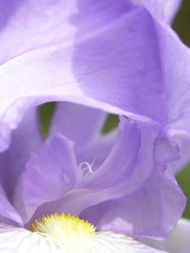 spring-4-iris