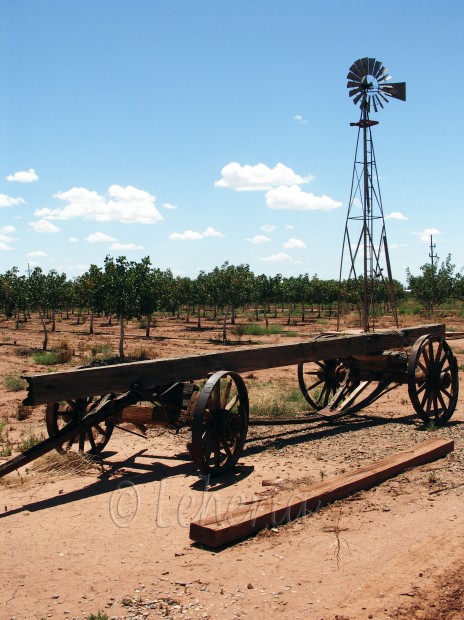 Pistachio Farm New Mexico