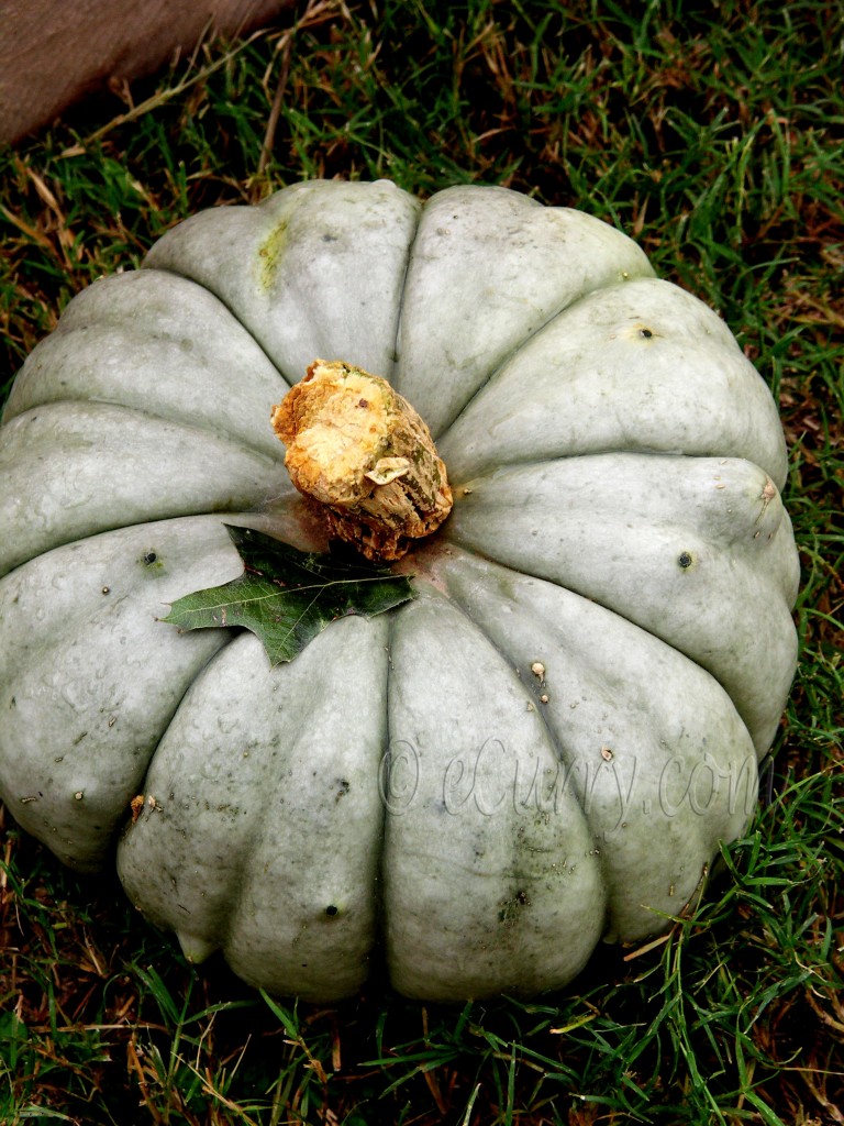 pumpkin/fall/autumn