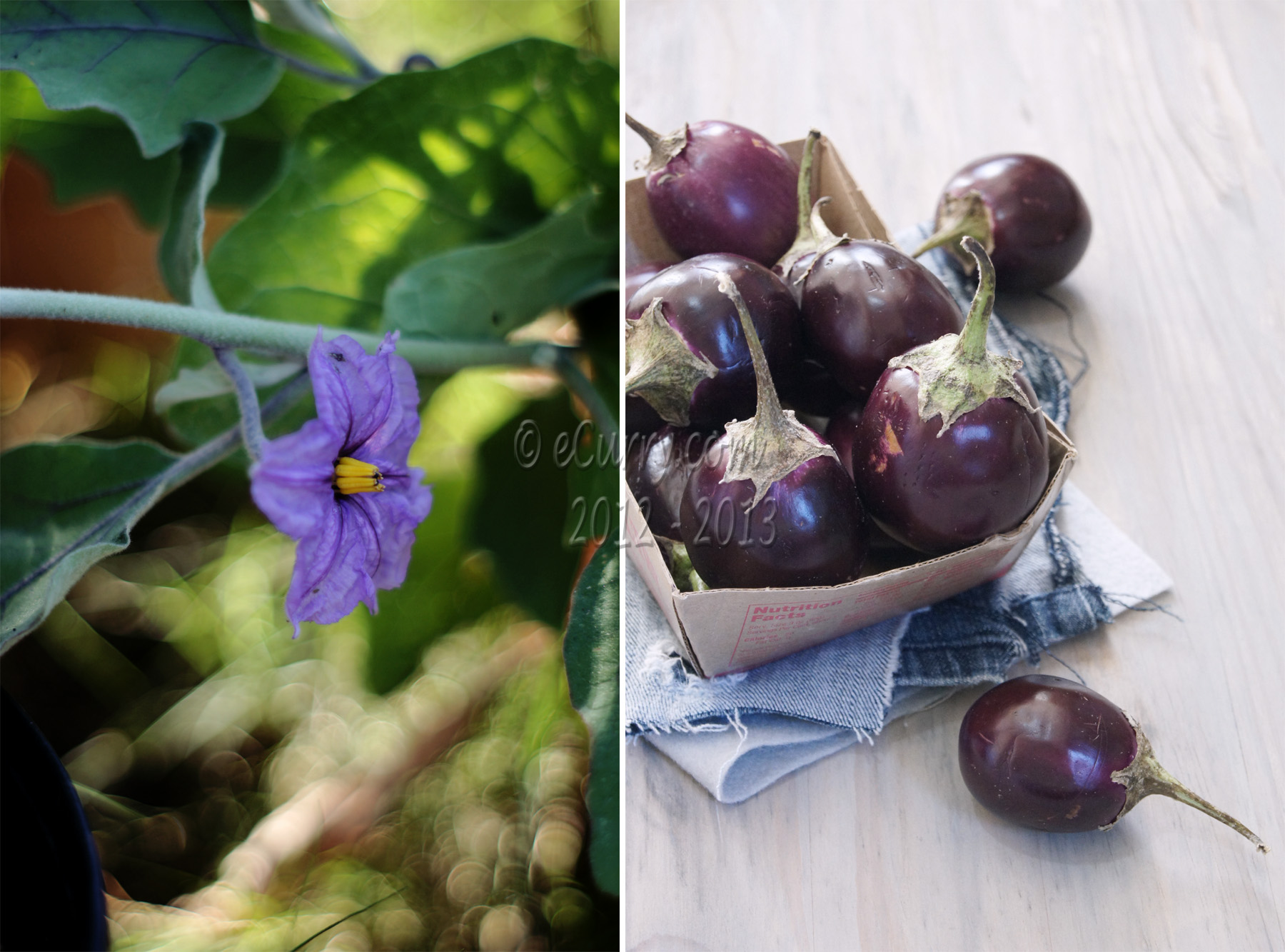 eggplant- and its bloom