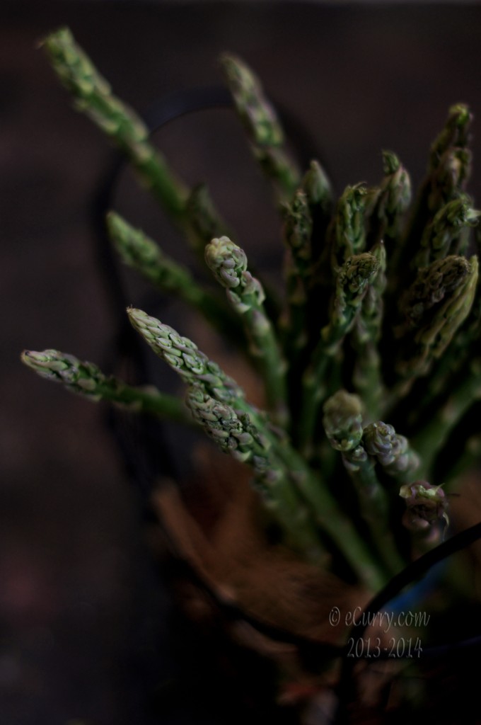 Asparagus-4.jpg